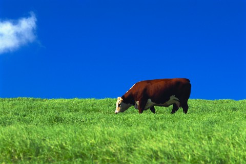 Cow Grazing in Pasture