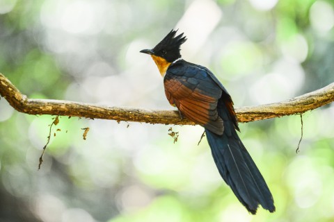 photo credit: Clamator coromandus, Chestnut-winged cuckoo - Kaeng Krachan National Park via photopin (license)