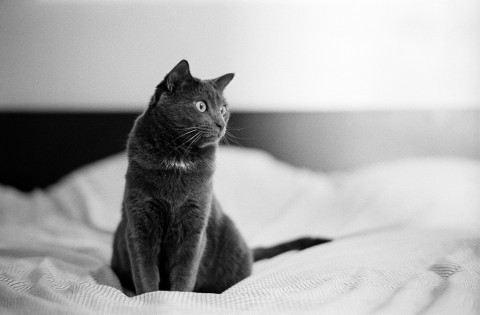photo credit: Sous ses airs de chat mignon, c'est une connasse. via photopin (license)