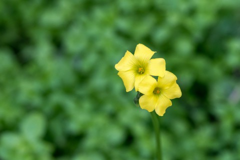 photo credit: A Yellow Clover Flower in Our Garden via photopin (license)
